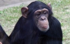 チンパンジー学習の森 阿蘇カドリー ドミニオン